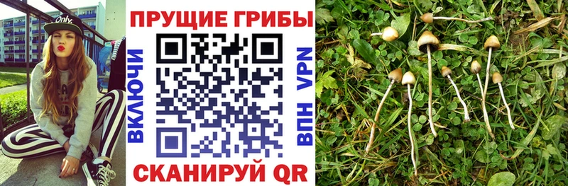 как найти   мега   Псилоцибиновые грибы прущие грибы  Торопец 